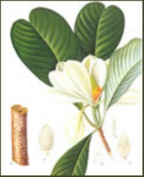 Magnolia Cortex P.E.